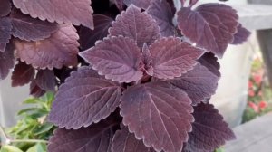 Черенкую цветы для сохранения зимой