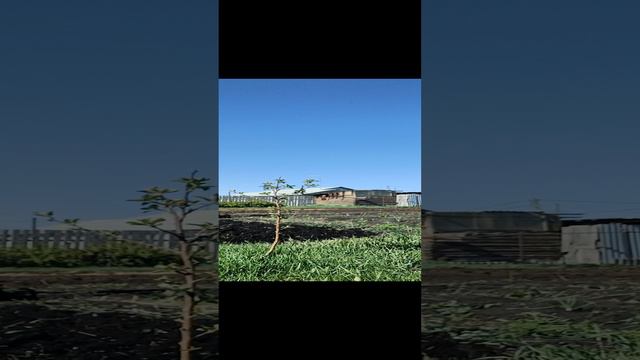 культивация