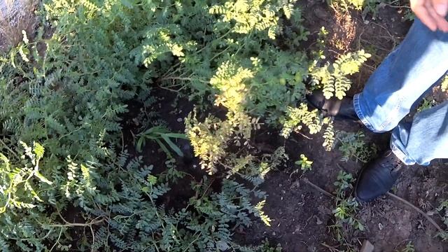 Нут в условиях переувлажнения 2023 сезона. Альтернатива подсолнечнику. смотреть онлайн