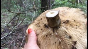 ГРУЗДЬ ЧЕРНЫЙ: как выглядит и как узнать Lactarius necator