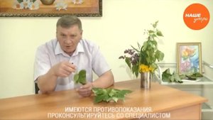 полезные отвары из листьев тополя