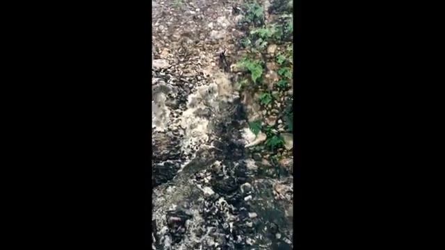 Мастера Дестрезы в научной экспедиции в Мексике (бывшей испанской колонии)