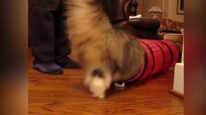 ТОП-10 самых больших пород кошек в мире