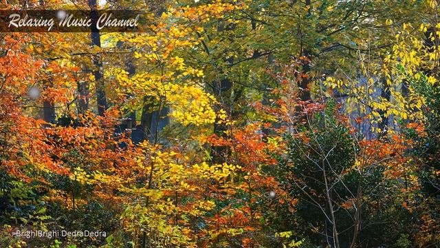 Хорошая Исцеляющая Музыка Леса, для Души и Тела: Спокойная Онлайн Музыка для Сна и Расслабления смотреть онлайн
