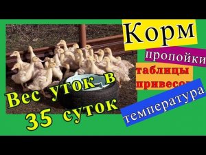 УТКА МУЛАРД 35 ДНЕЙ. Таблицы привесов и правила выращивания.