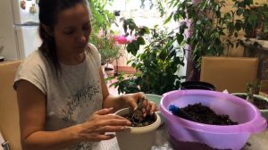 АДЕНИУМ ФОРМИРУЕМ КОРНИ ЧАСТЬ 4 / ADENIUM FORMED ROOTS PART 4