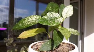 Фикус Альтиссима "Снежный шторм" имеет 5 активных точек роста!?/Продажа.