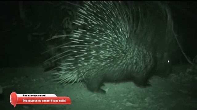 Медоед в Деле / Медоед против Зебры, Леопарда, Варана смотреть онлайн