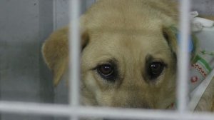 Отлов собак в Астрахани ведется несколькими бригадами