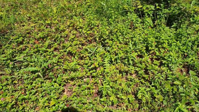 Mini strawberries || Piccolo fragole смотреть онлайн