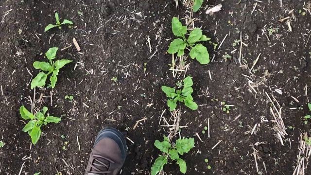 Сахарная свёкла. Чем кормить по листу? смотреть онлайн