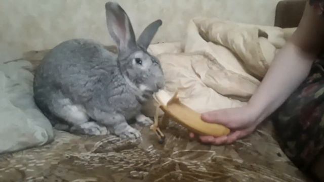 Забавный кролик Василий ест банан! Funny bunny's eating banana! смотреть онлайн