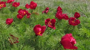 Такие разные пионы! От полевых до древовидных.