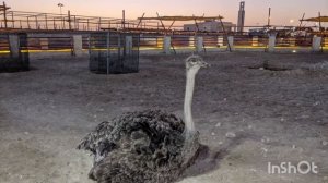 UAE Pygmy Zoo. Ajman. Зоопарк в Аджмане. Развлечения для детей в Аджмане.