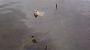 Ловля карасей на Северном водохранилище Ростов-на-Дону