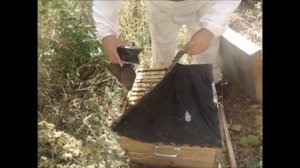 Среднерусские пчелы татарской популяции (итоги сезона).