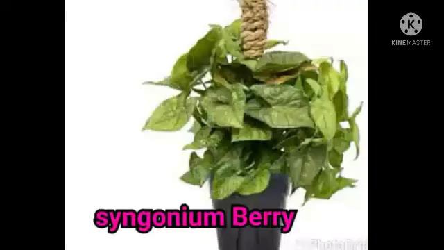 JENIS-JENIS SYNGONIUM PART 2 смотреть онлайн