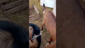 Нубийский козел говорит