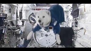 Собака в невесомости)
