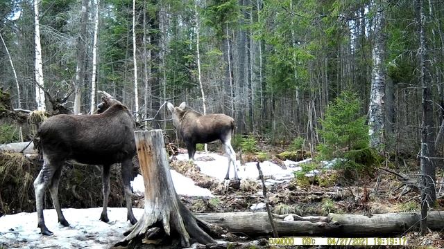 лоси на солонце.MOV смотреть онлайн