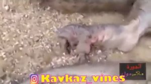 Драконы в реальной жизни!!!