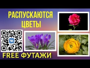 Распускается бутон цветок фон для проектов и видеомонтажа