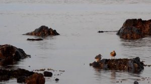 Листая Шантары, Хабаровский край