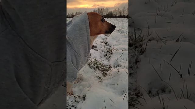 Джотто...Мадонна...Аве Санти...Потрясающе)#джекрассел #джекрасселтерьер #jackrussell смотреть онлайн