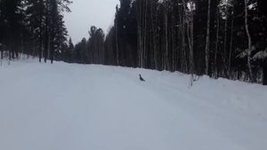 Птица Глухарь весенний ток