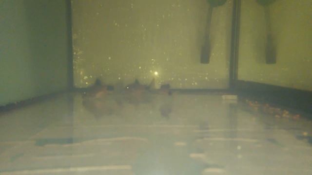 Сом панда,посадка на нерест ,начало смотреть онлайн