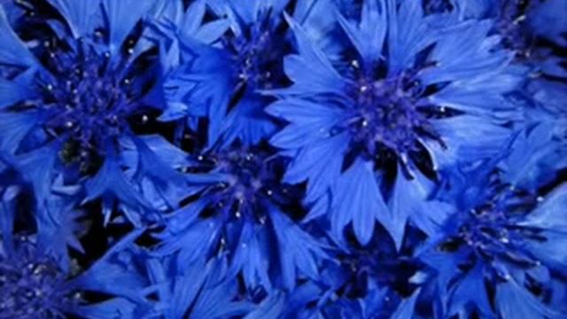 42 МЕЛОДИИ ЦВЕТОВ ПОЛЕВЫЕ ЦВЕТЫ ВАСИЛЬКИ смотреть онлайн