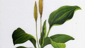 Лекарственные растения