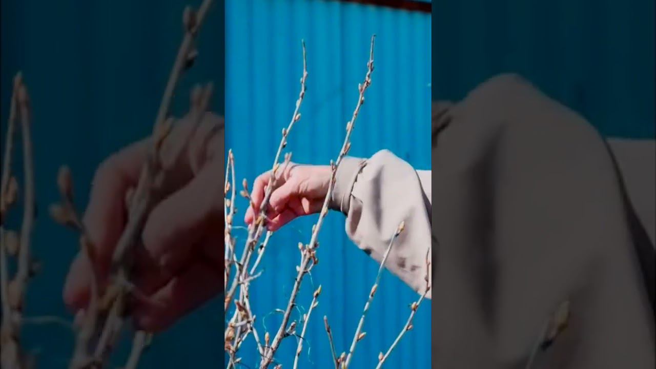 обрезка черной смородины