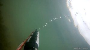 охота на карпа, с ружьем оса.