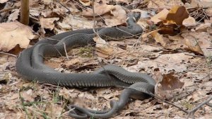 Как спариваются ужи - Wildlife