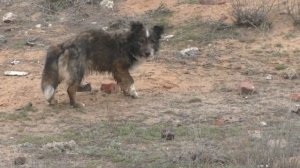 Коп на советской свалке.