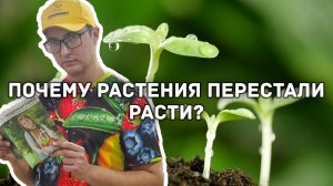 Почему не растут растения? Что делать?