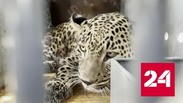 В Кремле обсудили возрождение почти вымершей популяции редких леопардов - Россия 24 
