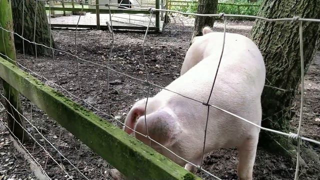 Family trip to the farm to play and see farm animals Tutti Frutti Kids