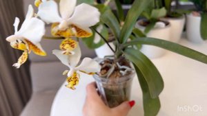 Phal.Stuartiana Nobilis 915