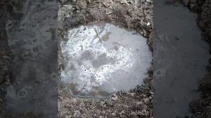 Посадка ремонтантной малины Джоан Джей