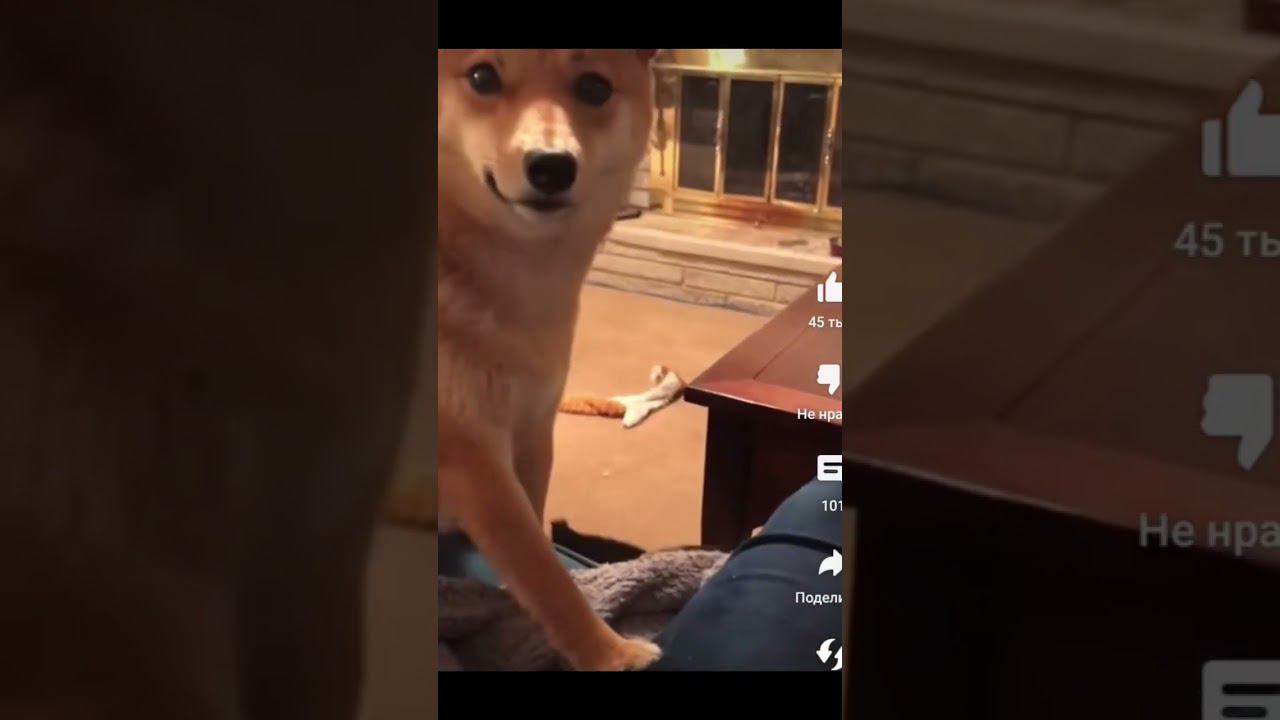 Funny pats  #смешныевидео #смешныекоты #приколы #смех #shorts