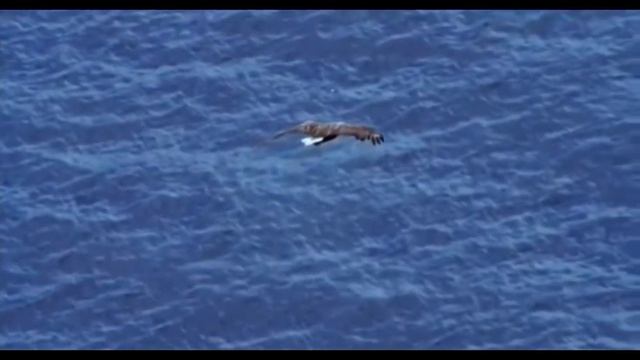 Синий кит смотреть онлайн