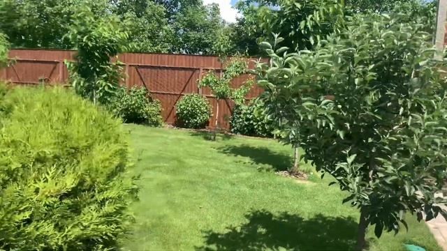 Арка из глицинии / Гортензия Аннабель. Цветение смотреть онлайн