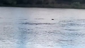 Саночки или водяной змей