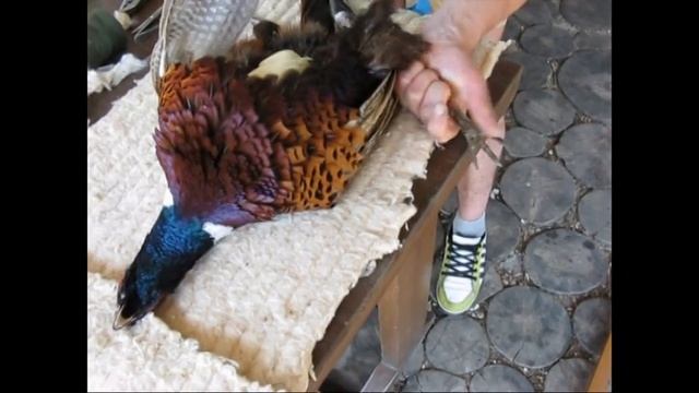 Изготовление чучела фазана (Phasianus colchicus) Виктор Бахмат.