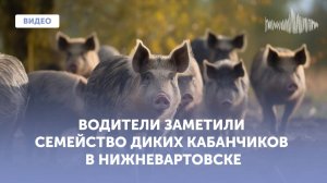 Водители заметили семейство диких кабанчиков в Нижневартовске