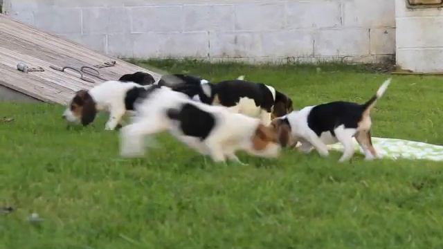 Beagle Puppies For Sale смотреть онлайн