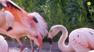 Зоопарк для самых маленьких - Развивающие мультики про животных для детей