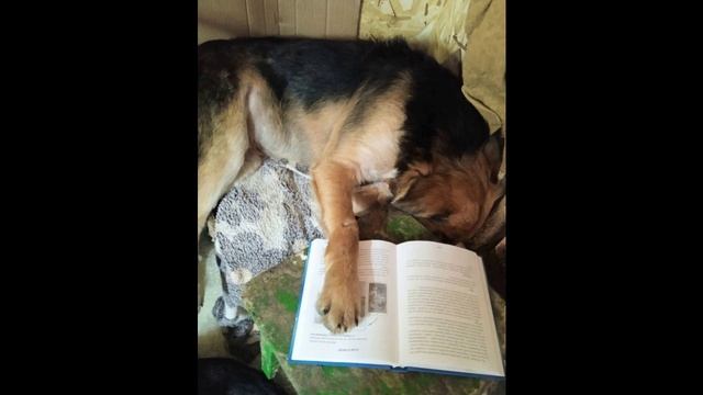 Ученый пёс из приюта: тянется ли он к знаниям или просто жадничает?